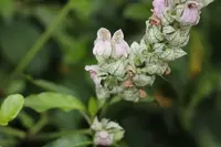 ポロル渓谷展望台の写真・動画_image_261192