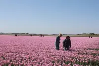 ホールンの写真・動画_image_261312