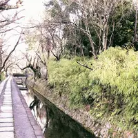 哲学の道の写真・動画_image_261340