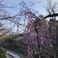哲学の道の写真・動画_image_261341