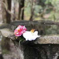 法然院の写真・動画_image_261343