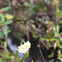 哲学の道の写真・動画_image_261362