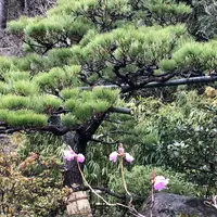 鈴虫寺（華厳寺）の写真・動画_image_261374