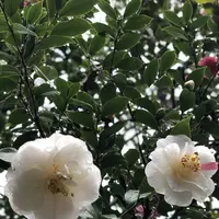 鈴虫寺（華厳寺）の写真・動画_image_261416