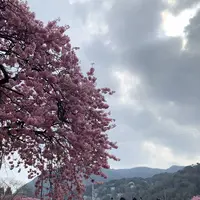 河津桜まつりの写真・動画_image_261520