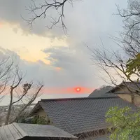 無雙庵枇杷の写真・動画_image_261523