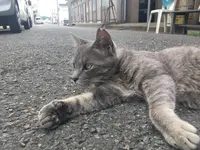 三崎漁港の写真・動画_image_261868