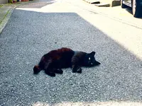 三崎漁港の写真・動画_image_261870