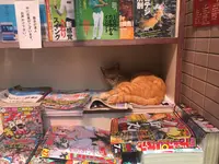 三崎漁港の写真・動画_image_261919
