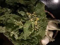 野々香の写真・動画_image_262034