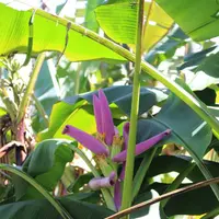 アカカ滝の写真・動画_image_262124