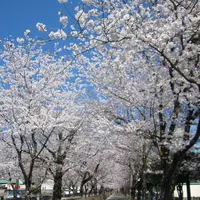 菊池神社参道の写真・動画_image_262206