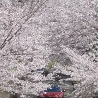 菊池公園の写真・動画_image_262226