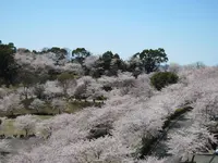 菊池公園の写真・動画_image_262228