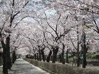 菊池神社参道の写真・動画_image_262242