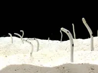 神戸市立須磨海浜水族園の写真・動画_image_262326