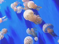 神戸市立須磨海浜水族園の写真・動画_image_262327