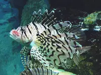 神戸市立須磨海浜水族園の写真・動画_image_262328