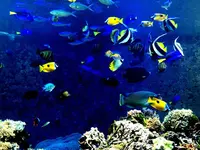 神戸市立須磨海浜水族園の写真・動画_image_262331