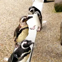 神戸市立須磨海浜水族園の写真・動画_image_262332