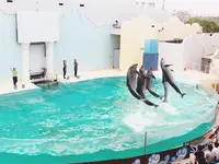 神戸市立須磨海浜水族園の写真・動画_image_262333