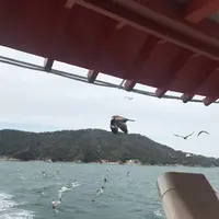 鳥羽マリンターミナルの写真・動画_image_262366