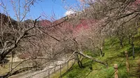 木下沢梅林の写真・動画_image_262421