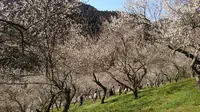 木下沢梅林の写真・動画_image_262422