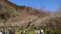 木下沢梅林の写真・動画_image_262424