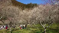 木下沢梅林の写真・動画_image_262425