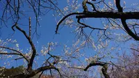 木下沢梅林の写真・動画_image_262426