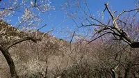 木下沢梅林の写真・動画_image_262427