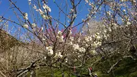 木下沢梅林の写真・動画_image_262428