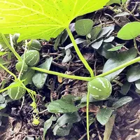 壺屋やちむん通りの写真・動画_image_262866