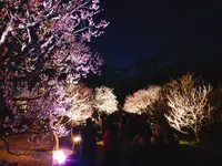 偕楽園の写真・動画_image_263922