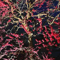 偕楽園の写真・動画_image_263923