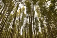 嵐山の写真・動画_image_263954