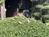 内子の町並みの写真・動画_image_264221