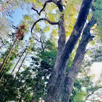 久能山東照宮の写真・動画_image_264598