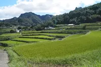 尾戸の口棚田の写真・動画_image_265184