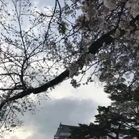 小田原城の写真・動画_image_266137