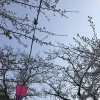 小田原城の写真・動画_image_266138