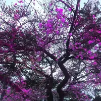 小田原城の写真・動画_image_266196