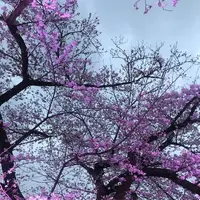 小田原城の写真・動画_image_266197