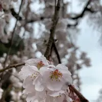 嶌頭山 徳勝寺の写真・動画_image_267673