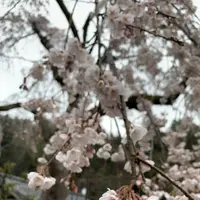 嶌頭山 徳勝寺の写真・動画_image_267674