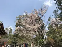 北野天満宮の写真・動画_image_267739