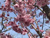 京都府立植物園の写真・動画_image_267742