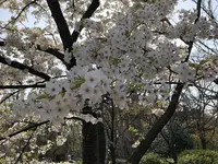 京都府立植物園の写真・動画_image_267743