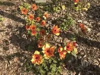 京都府立植物園の写真・動画_image_267744